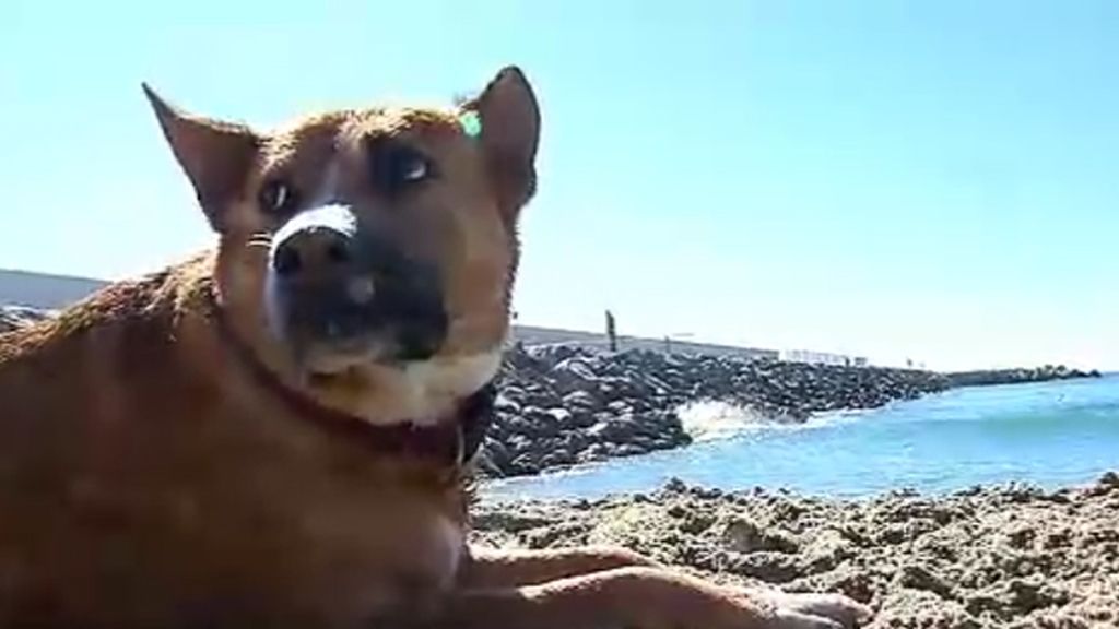 Barcelona abre la playa para perros, "A lo mejor en donde me siente, hayan meado"