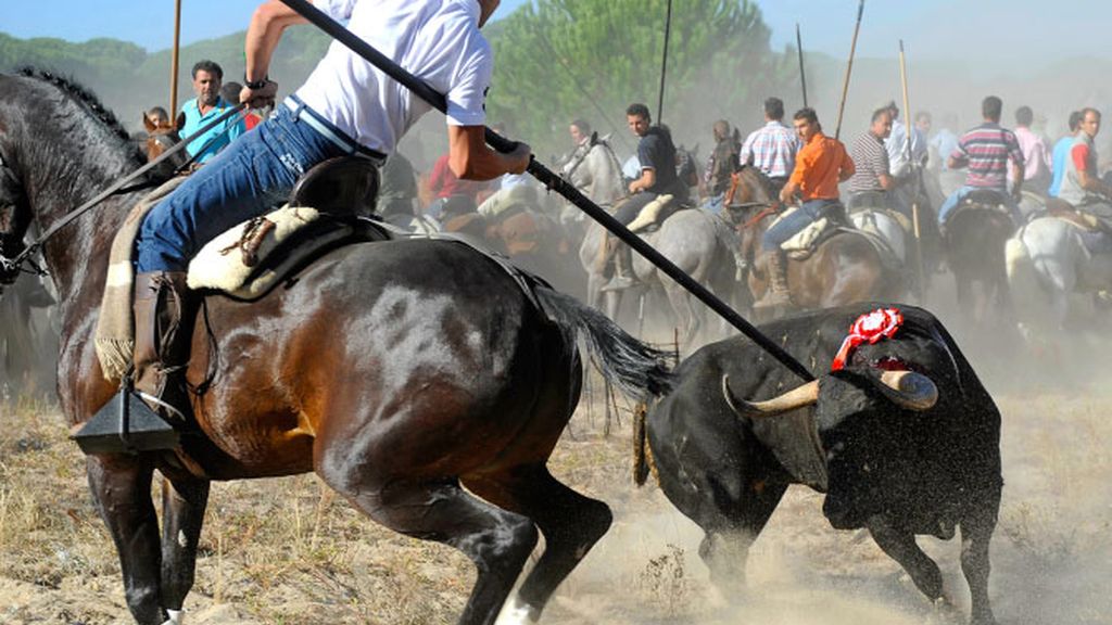 El Toro de la Vega, la fiesta taurina más controvertida de nuestro país