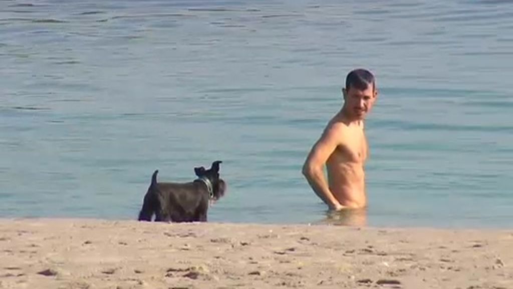 Perros en la playa, ¿a favor o en contra?