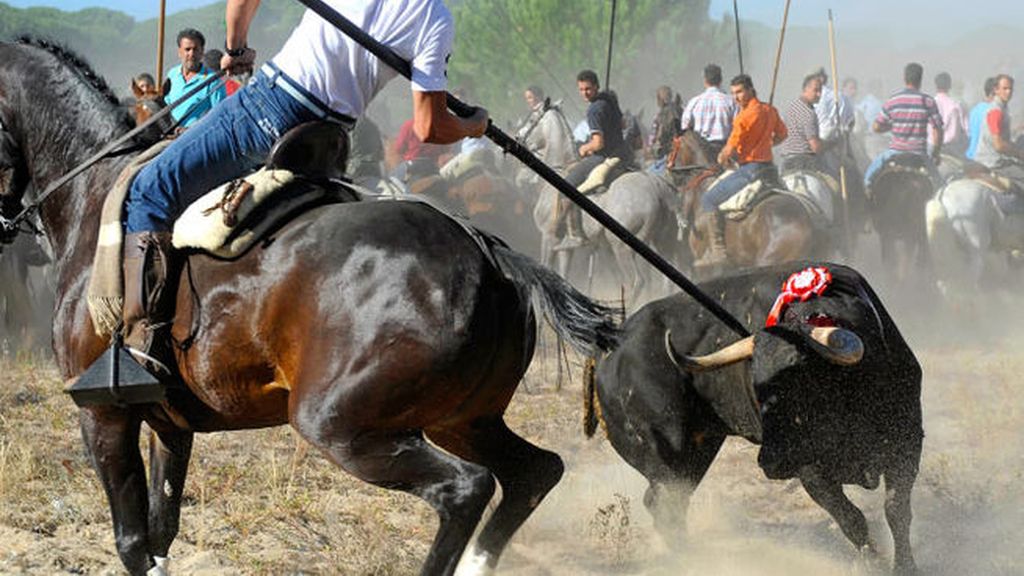 El Toro de la Vega, la fiesta taurina más controvertida de nuestro país