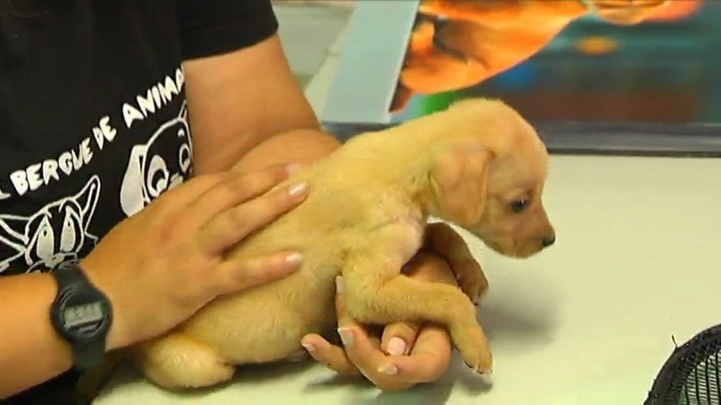 Un 36 por ciento de las mascotas son abandonadas en verano