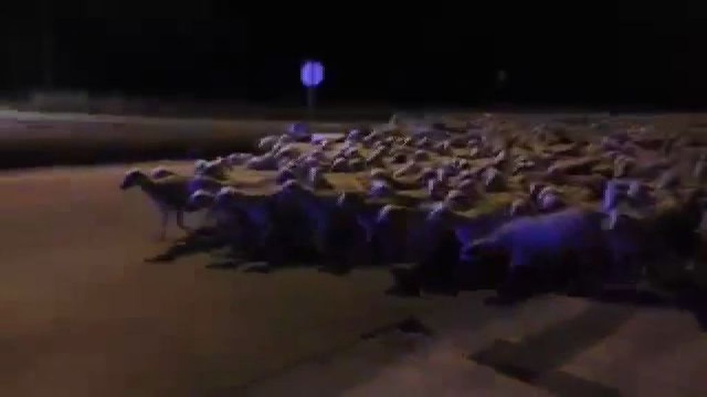 Más de 1.000 ovejas se van de paseo por Huesca a altas horas de la madrugada