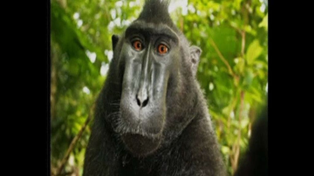 Polémica por los derechos de autor del ‘selfie’ de un mono