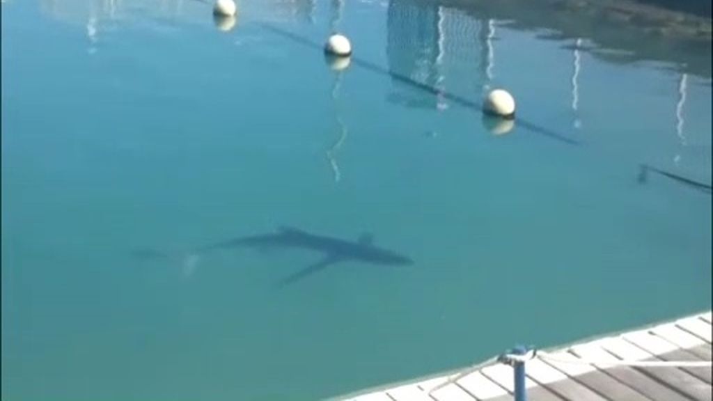 Un pequeño tiburón ataca a un bañista en una playa de Elche