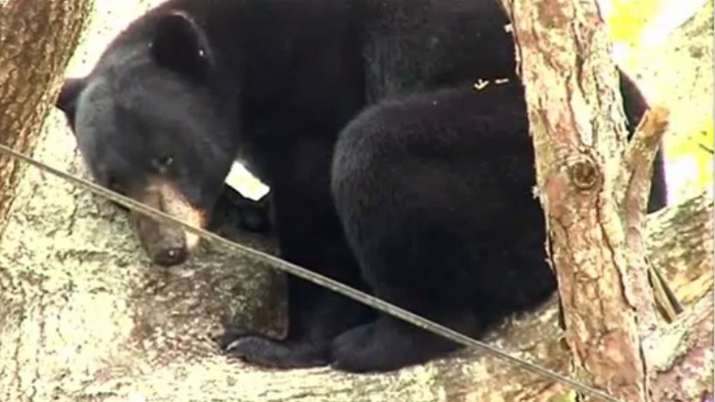 El rescate de un oso negro atrapado en un árbol en Florida