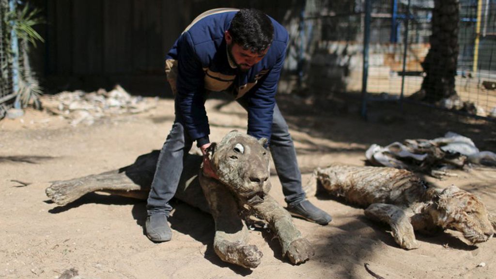 'A la venta' animales hambrientos en un zoo de Gaza