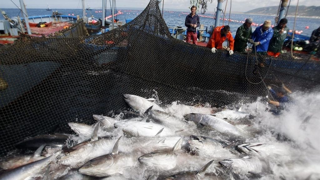 El atún, el pata negra de los mares