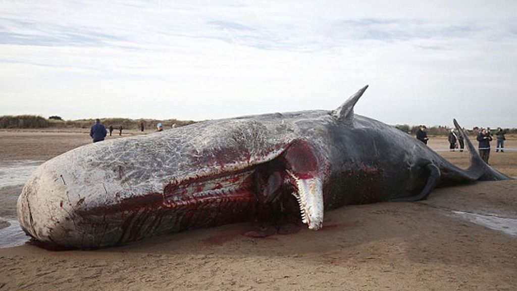 Encuentran una quinta ballena muerta en una playa inglesa