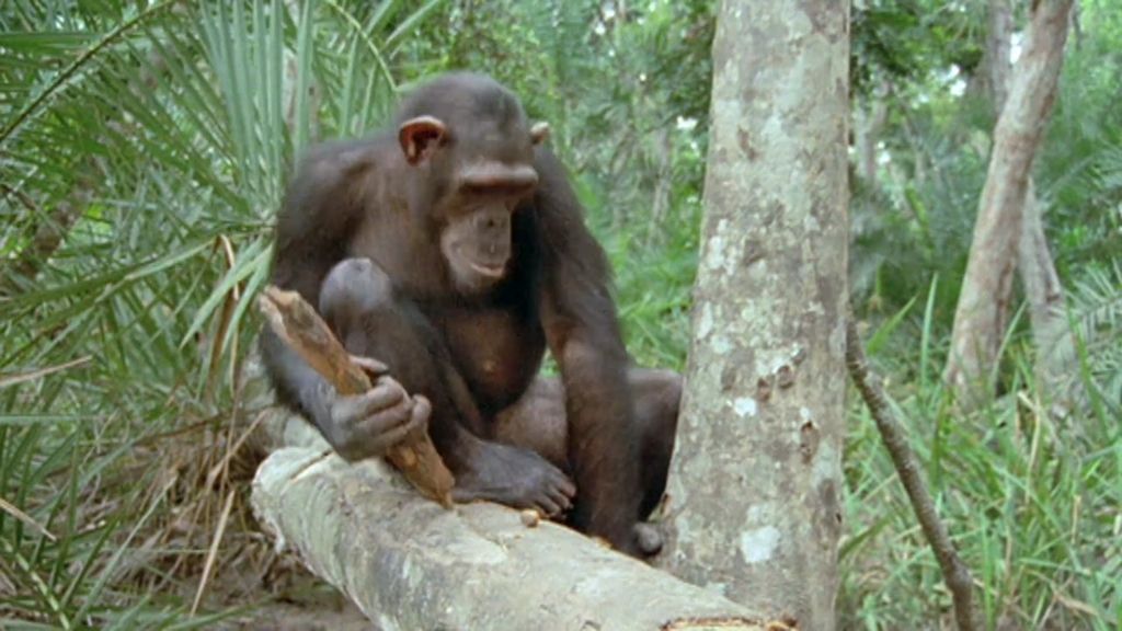 ¿Se están humanizando los chimpancés? El análisis en ‘Cuarto Milenio’