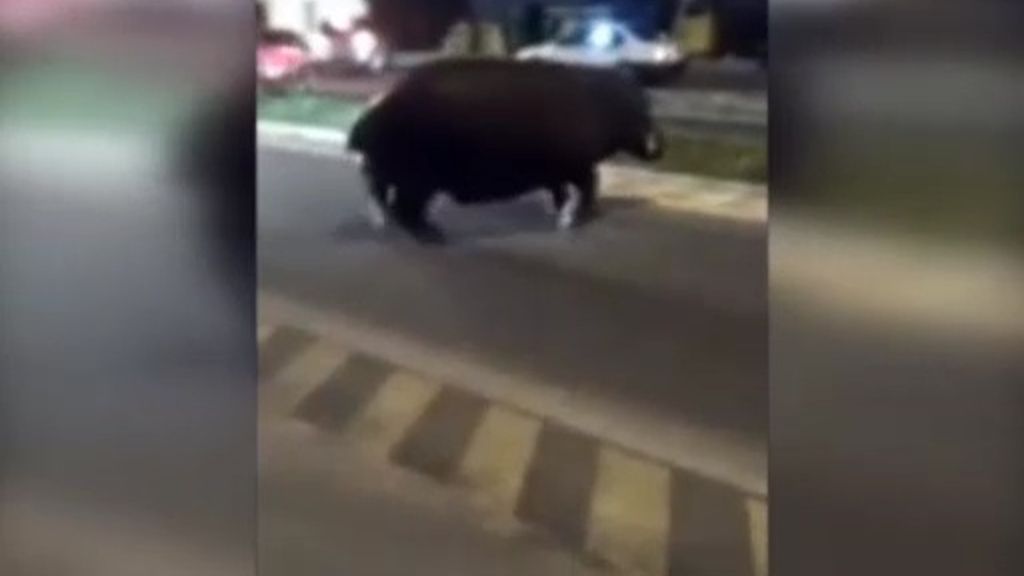 El increíble paseo de un hipopótamo por las calles de Palos de la Frontera