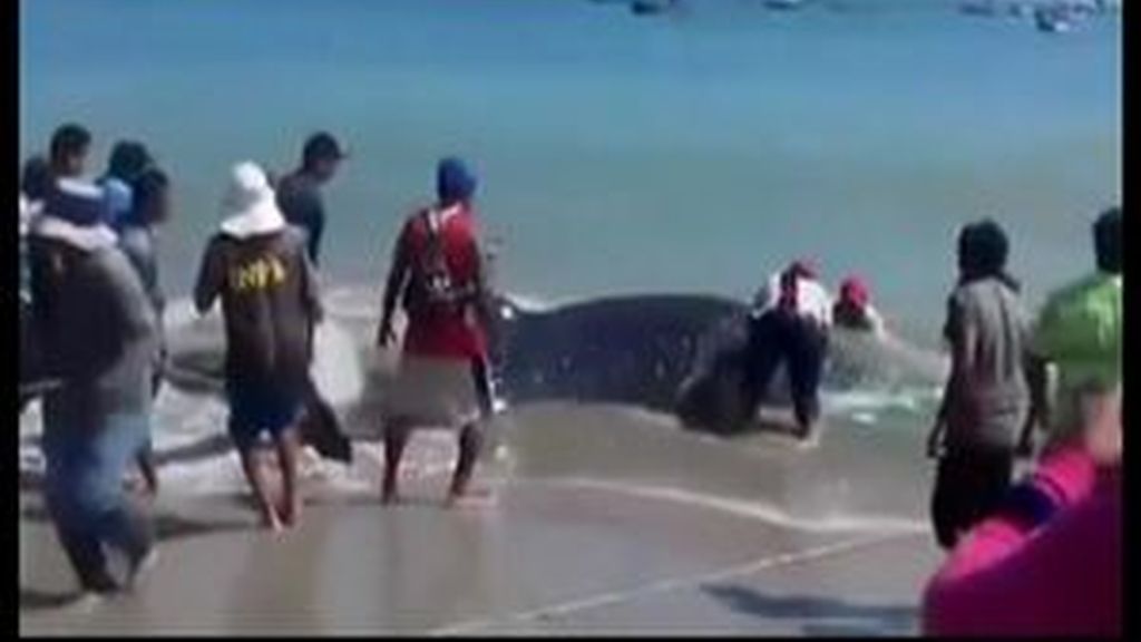 Rescatan a un tiburón ballena en Perú