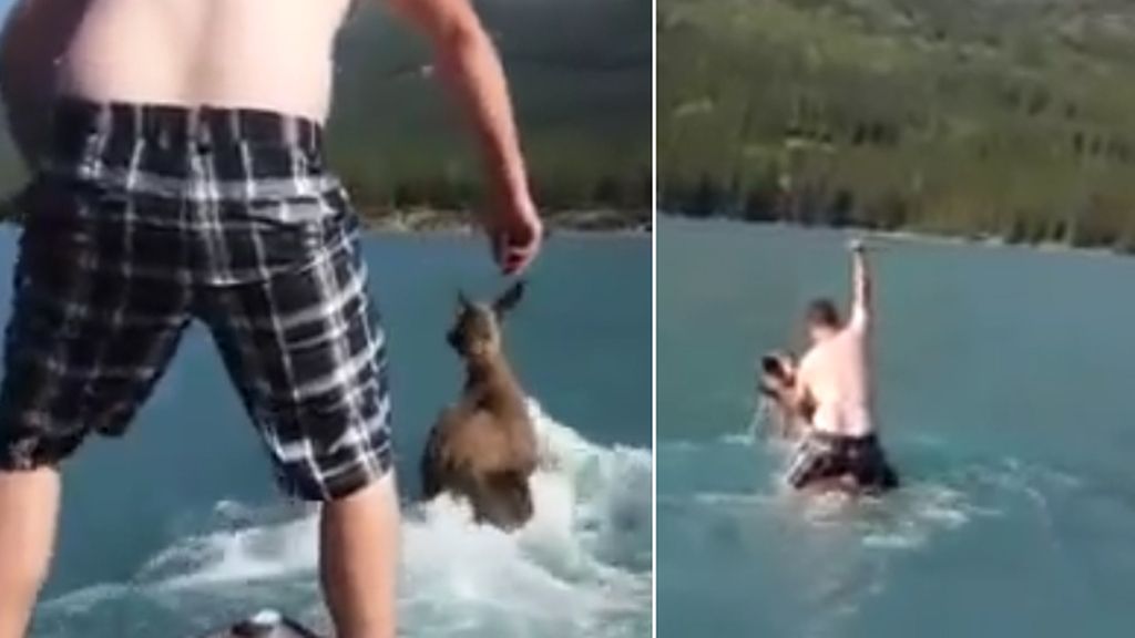 El maltrato animal encuentra castigo para el hombre que casi ahoga a un alce en un lago