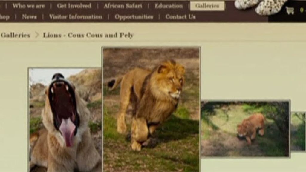 Un león mata a su propia cuidadora en un zoo de California