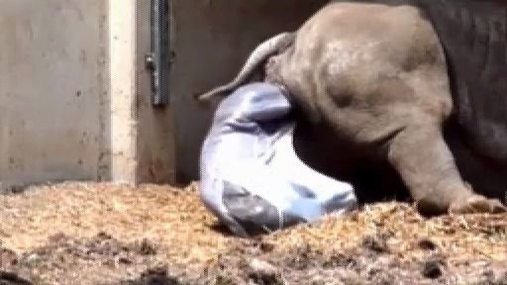 Un rinoceronte blanco nace en un zoológico de Israel