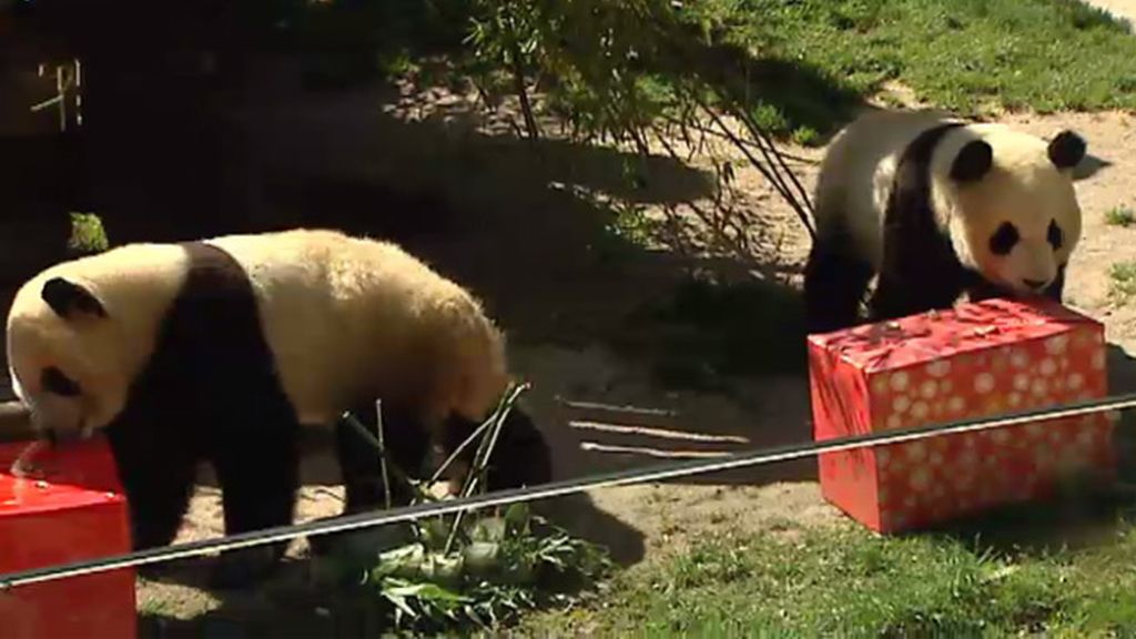 El zoo de Madrid despide con emoción a los osos pandas Po y De-dé