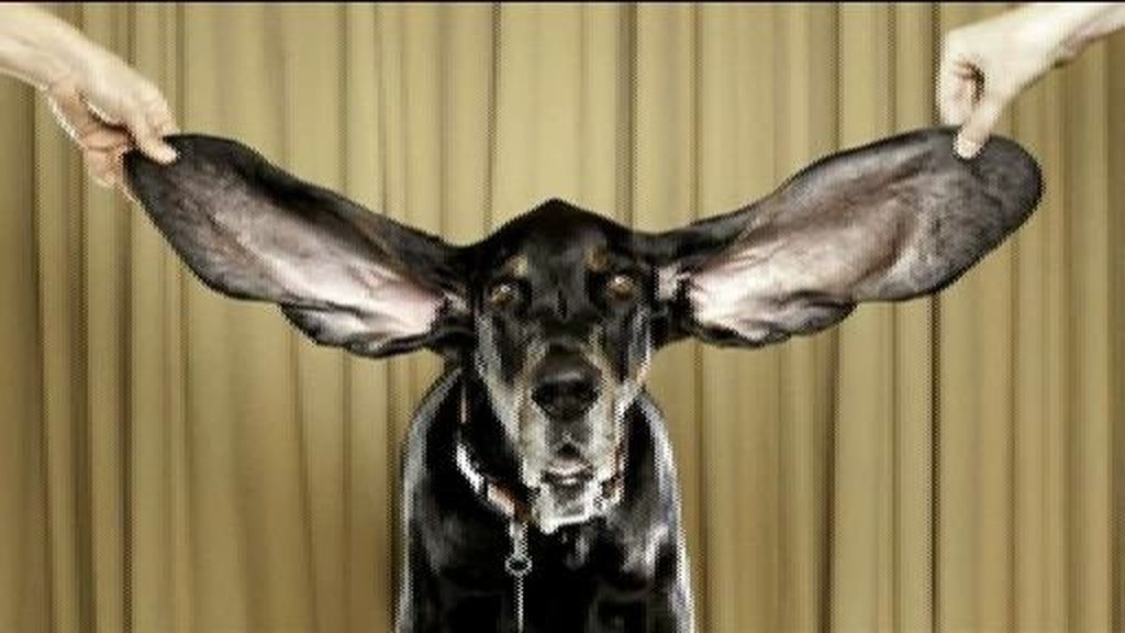 El perro con las orejas más grandes del mundo