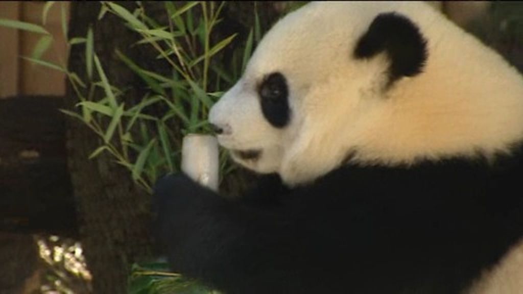 Las crías de oso panda madrileñas cumplen un año