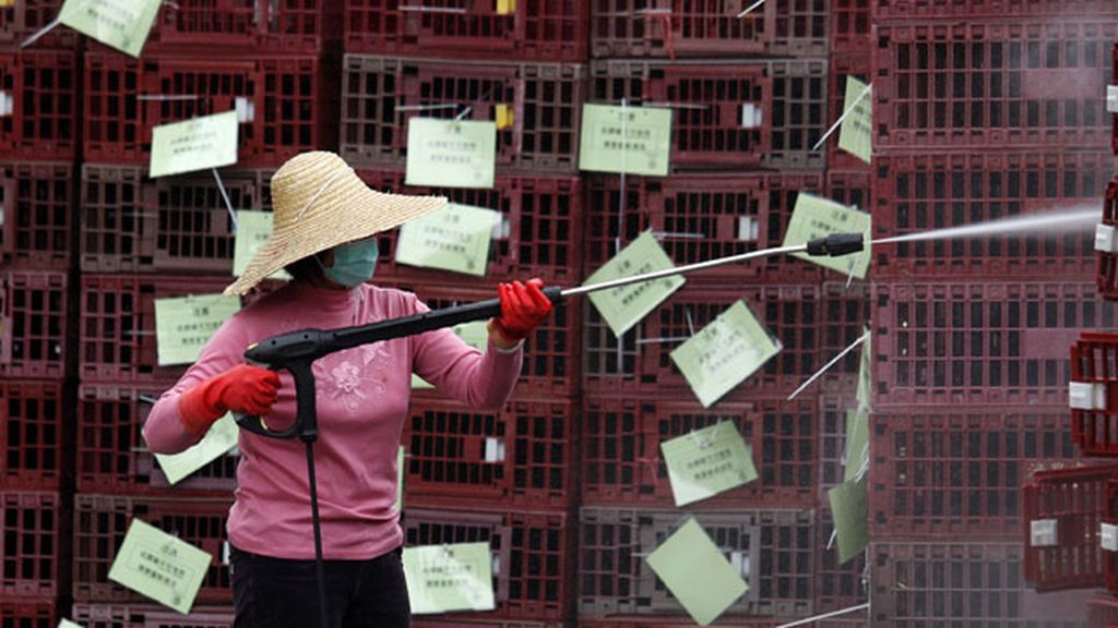 Una niña de 7 años el primer caso de gripe aviar en Pekín