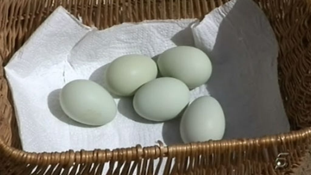 La gallina de los huevos azules