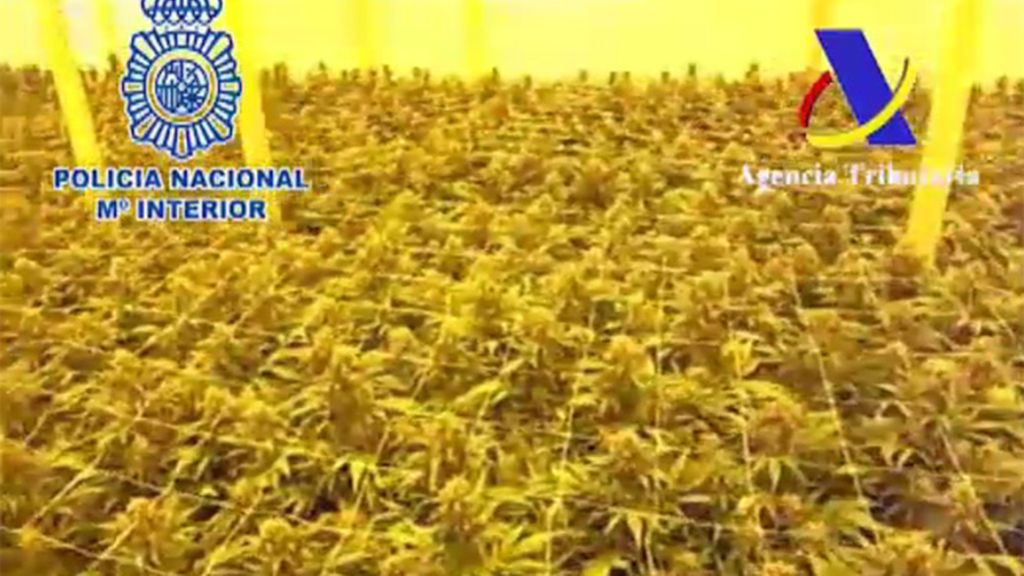 Desmantelan una red criminal especializada en el cultivo y tráfico de marihuana