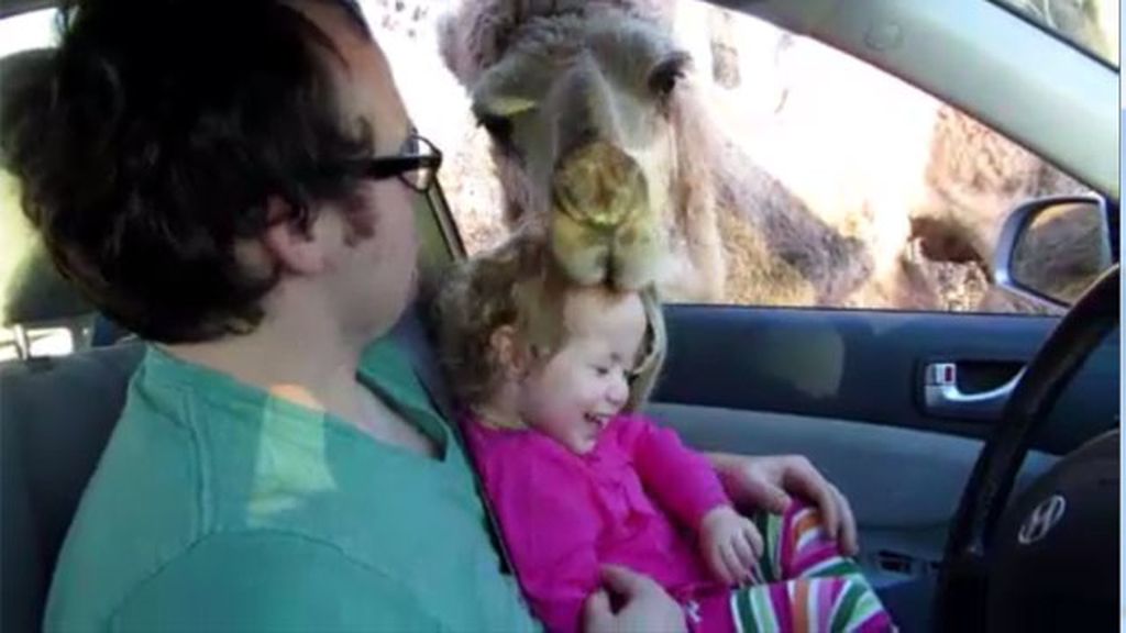 Un camello muerde la cabeza de una niña en un safari parkpark