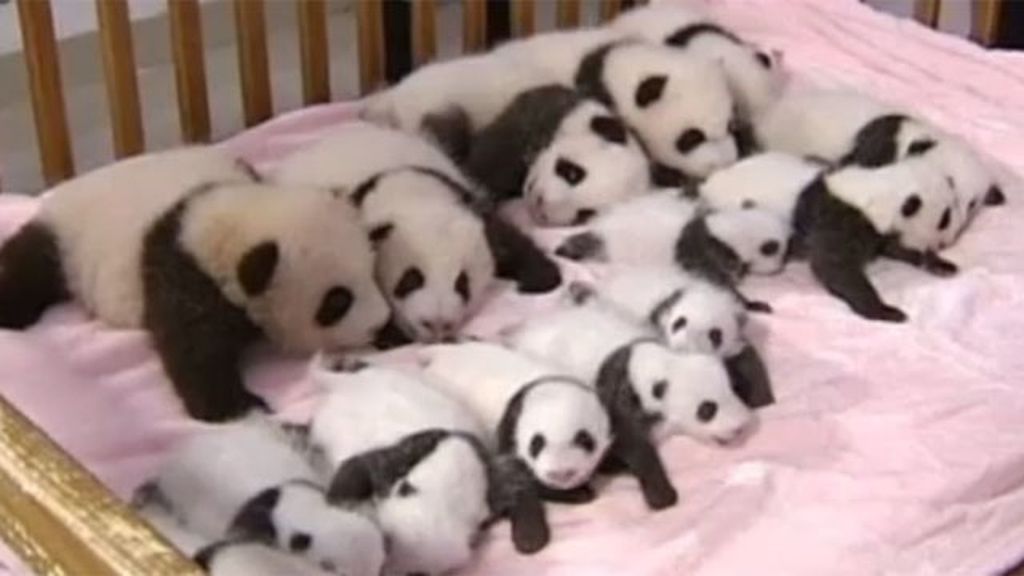 Nacen 14 osos panda en tres meses en un zoo de China