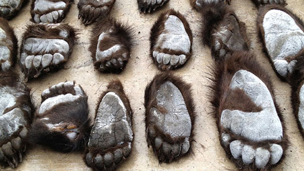 La policía china confisca 213 patas de oso