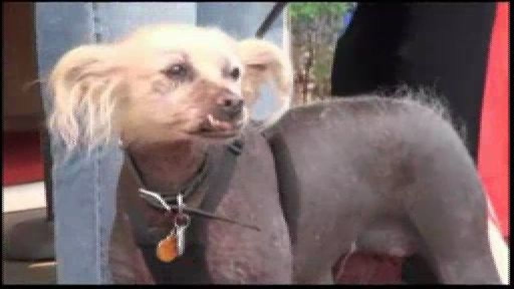 Mugly, el perro más feo del mundo