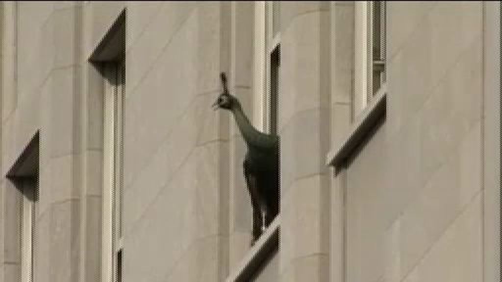 Un pavo acapara las miradas de los turistas