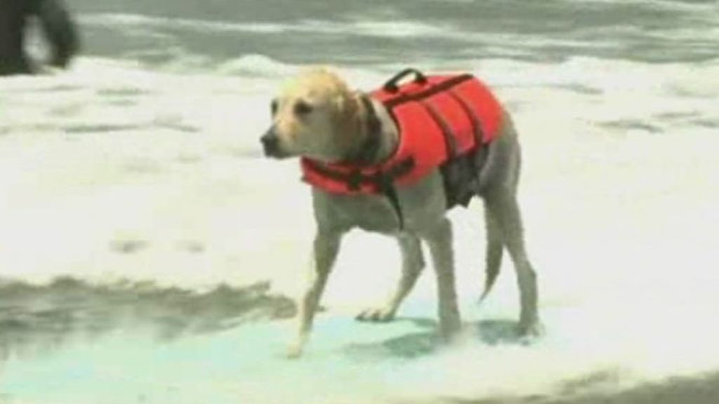 Más de 50 perros en una nueva edición de surfistas caninos