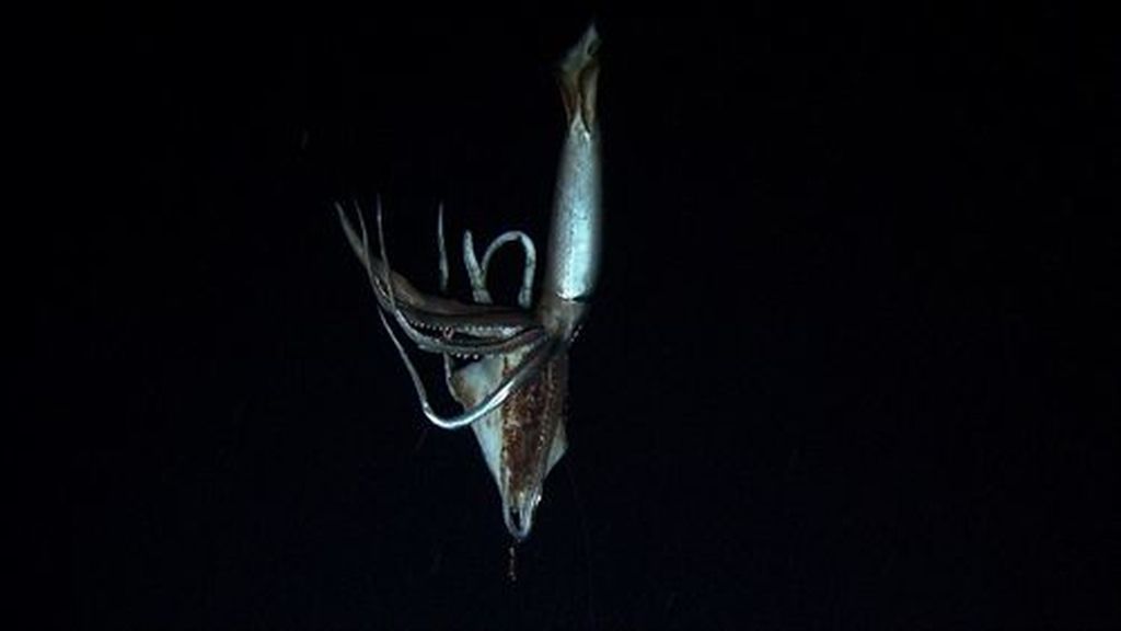 Graban imágenes de un calamar gigante en la profundidad del océano