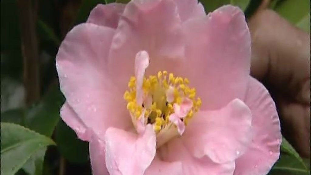 En todo el mundo existen hasta 3000 variedades de camelias