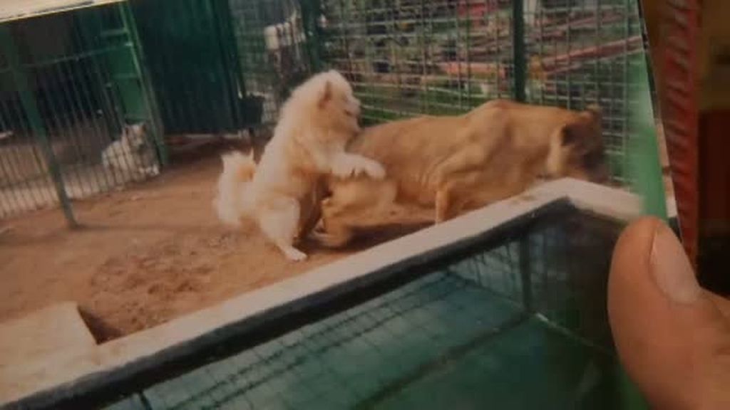 El amor entre un perro y una leona