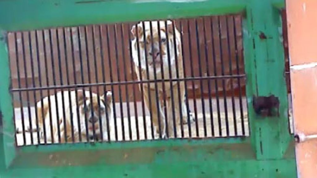 Tigres y leones solos en plena calle