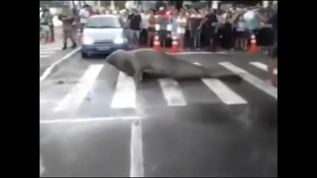 Un elefante marino se pasea por las calles de una ciudad brasileña