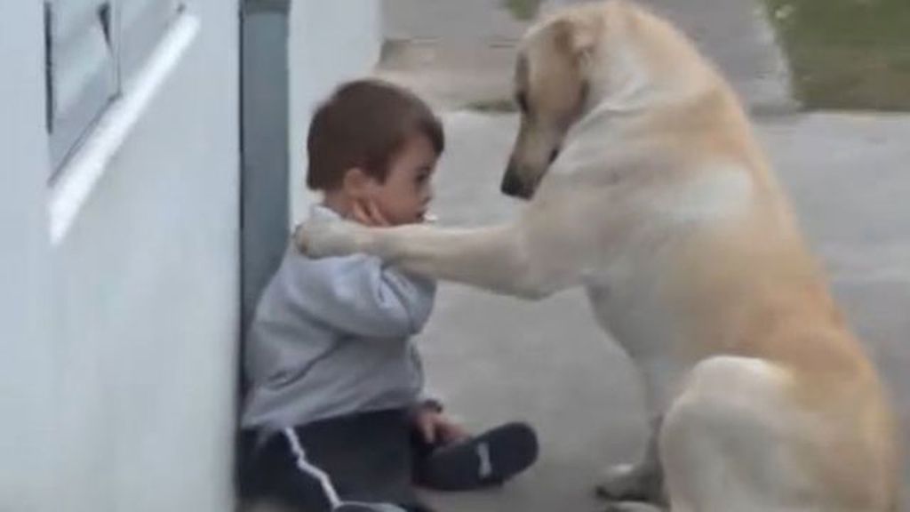 Un labrador convence a un niño de 3 años con síndrome de Down de que juegue con él