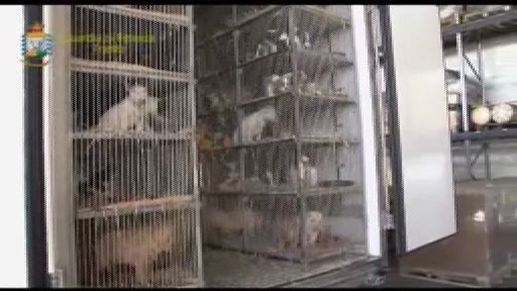 La policía intercepta un camión con 209 perros con pedigrí