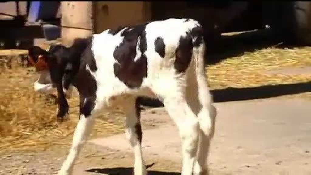 Nace en Lérida un ternero con seis patas