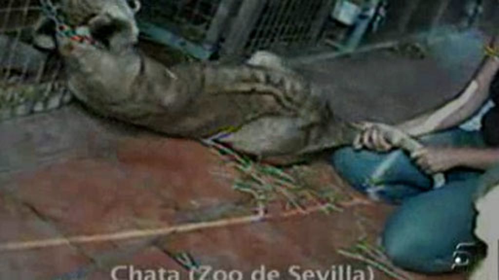 Maltrato animal en los zoos