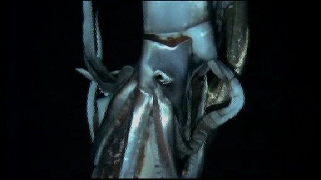 Graban imágenes de un calamar gigante en la profundidad del océano