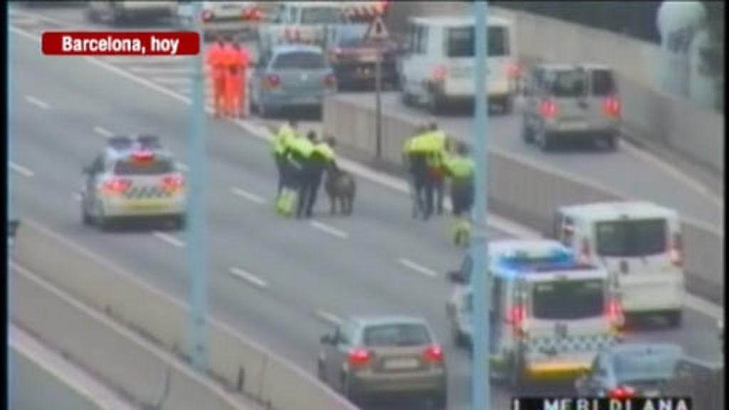 Un cerdo colapsa la autopista de Barcelona