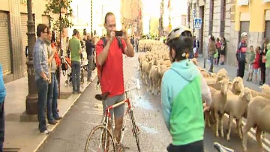 Bicicletas y ovejas, en el centro de Madrid