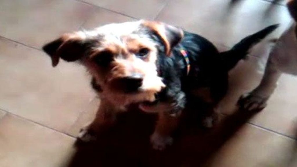La nueva perrita de Maxim La nueva perrita de Maxim