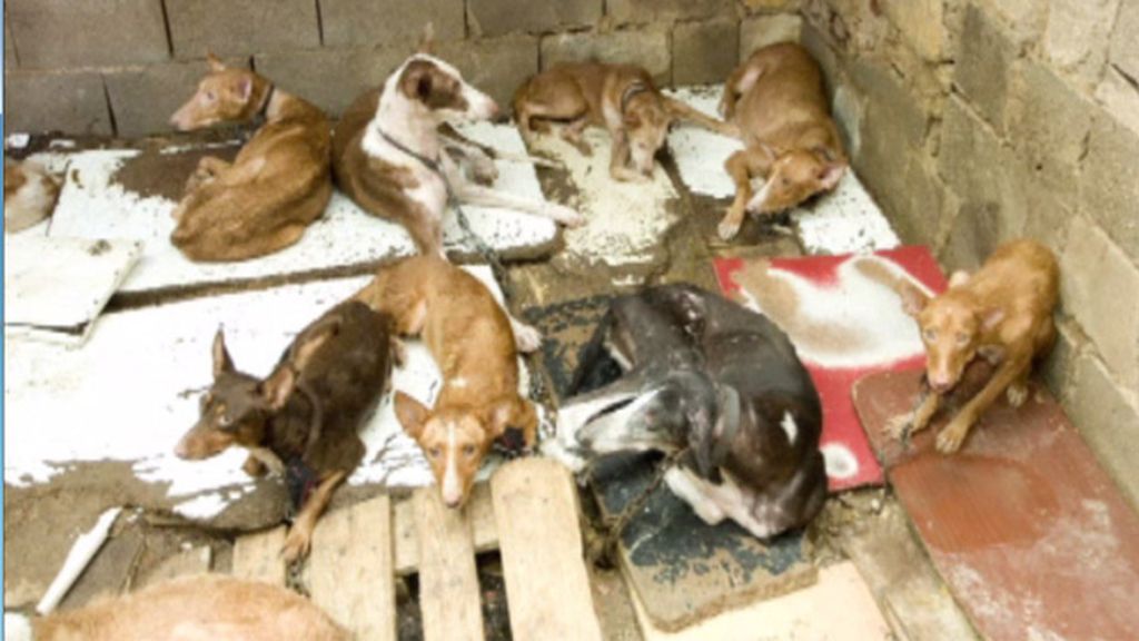 Encuentan en una caseta 54 perros sin comida ni agua a 35 grados de temperatura