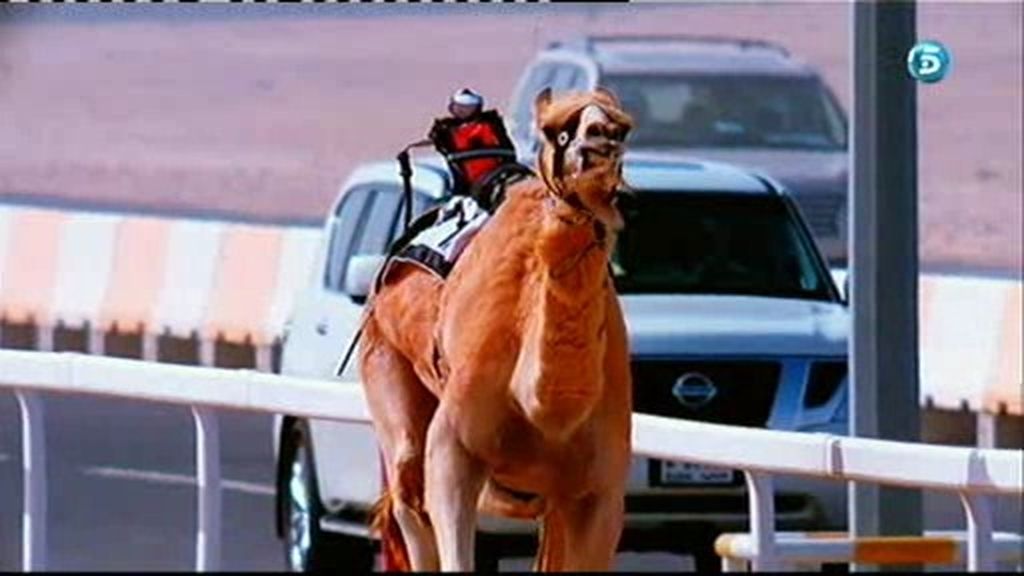 Así son las carreras de camellos