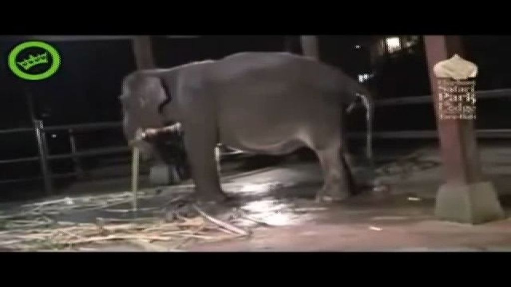 El nacimiento de un elefante
