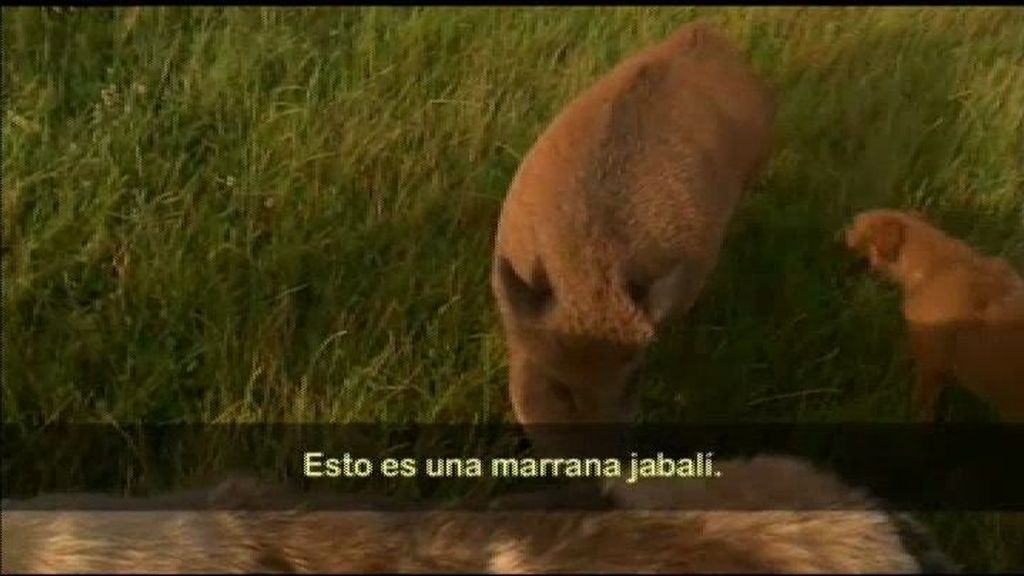 Luisa, la jabalina valiente