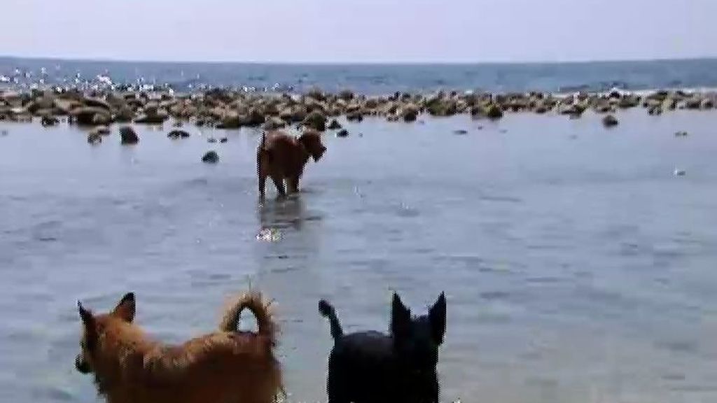 El Ayuntamiento de El Campello acotará la playa para perros