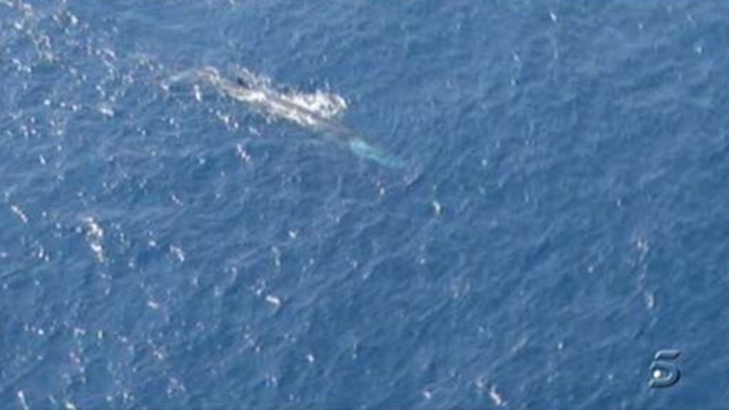 Una ballena visita Sitges