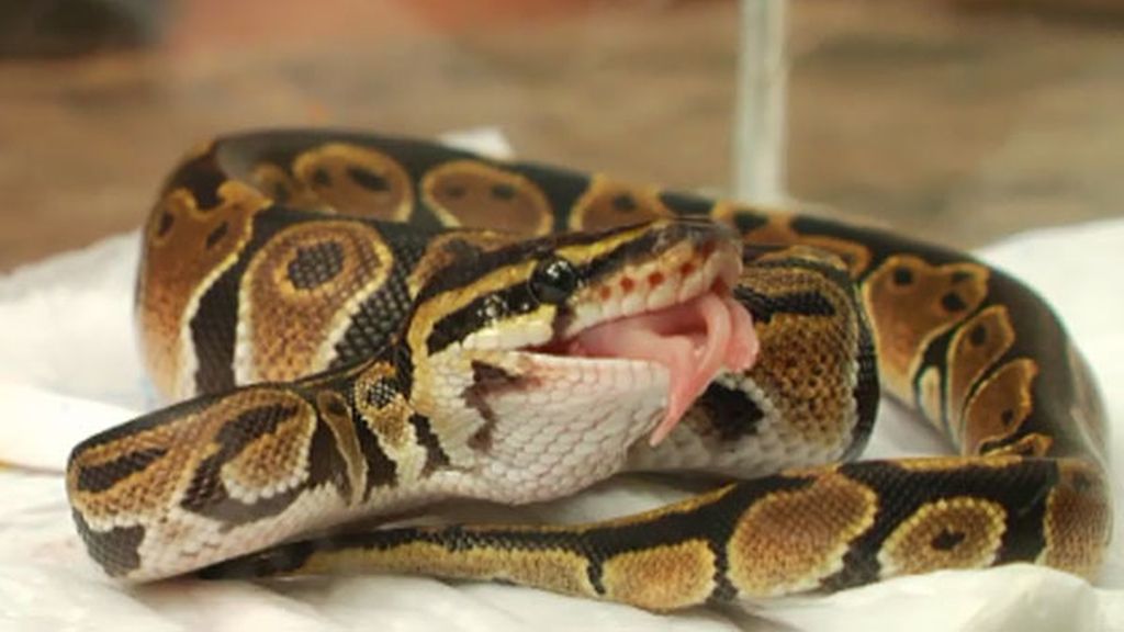 Frank obliga a comer a una serpiente